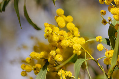 Best Wattleseed Recipes That Will Surely Impress Your Guests