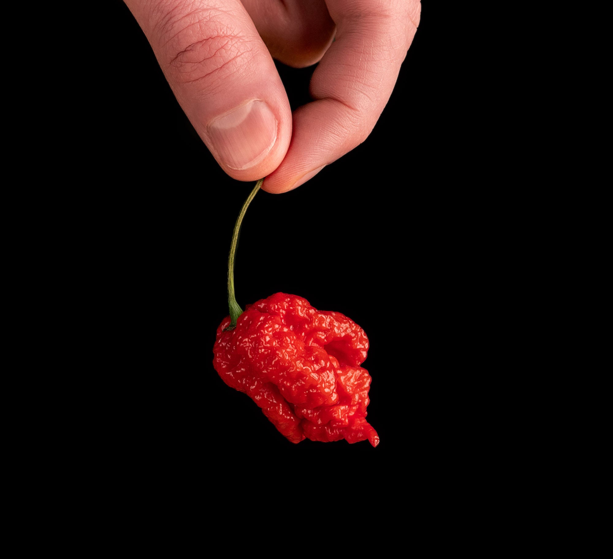 Carolina reaper hottest red chili pepper in male 2023 11 27 05 36 49 utc w