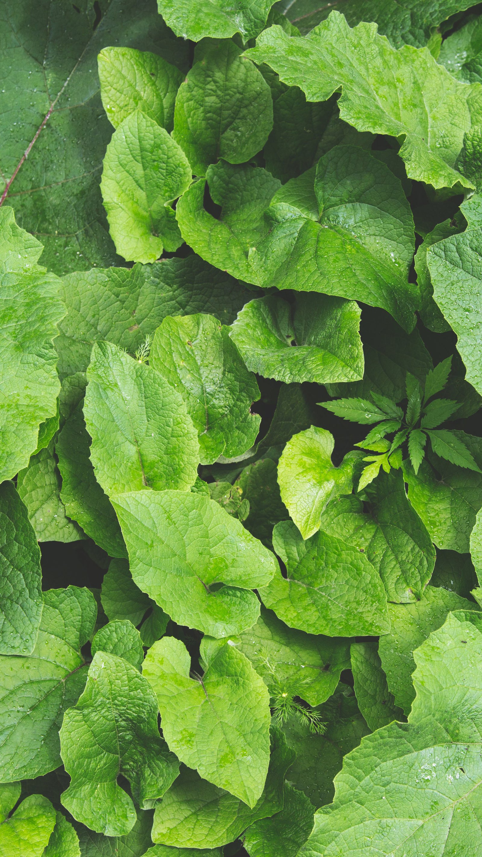 Layered plant leaves iphone wallpaper