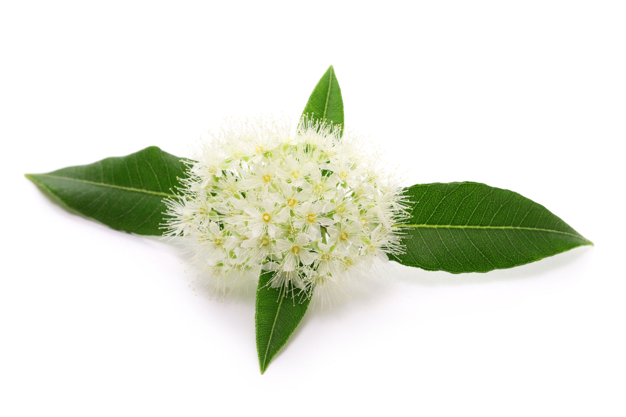 Everything You Need to Know About Lemon Myrtle | The Spice People